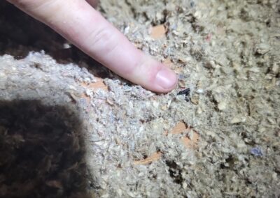 A finger pointing at a small hole surrounded by a fluffy, fibrous material. The material appears to be a light brown, possibly insulation, and some small pieces of debris are visible in the hole. The lighting highlights the area being pointed at.