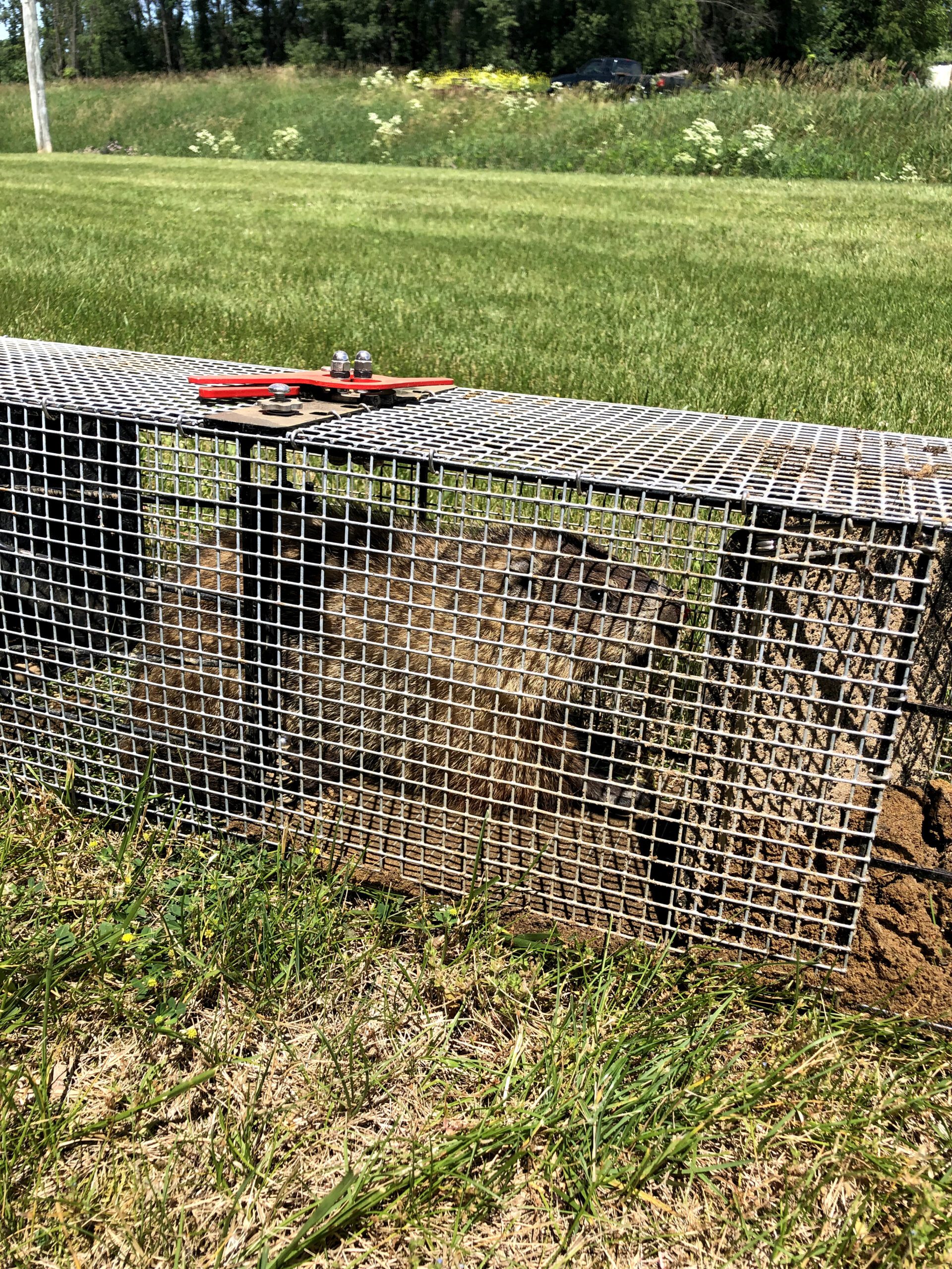 A small animal, likely a groundhog or similar rodent, is trapped inside a metal cage placed on a grassy field. The cage has a closed door, and a piece of red equipment is resting on top of it. Trees and wildflowers can be seen in the background.